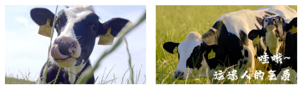 花花牛丨每天一杯奶，幸福健康喝出來(lái)！?。? style=