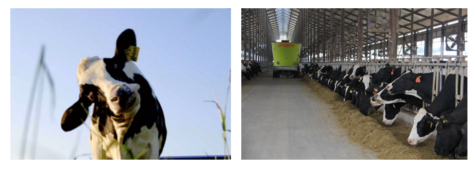 花花牛丨每天一杯奶，幸福健康喝出來(lái)！??！