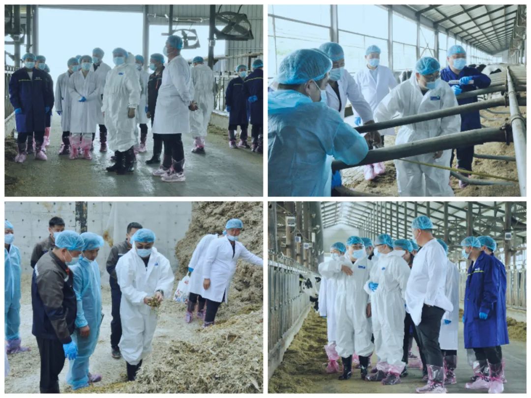 花花牛丨國(guó)家奶牛產(chǎn)業(yè)技術(shù)體系首席科學(xué)家、中國(guó)農(nóng)業(yè)大學(xué)教授李勝利一行蒞臨花花牛魯山瑞亞參觀調(diào)研