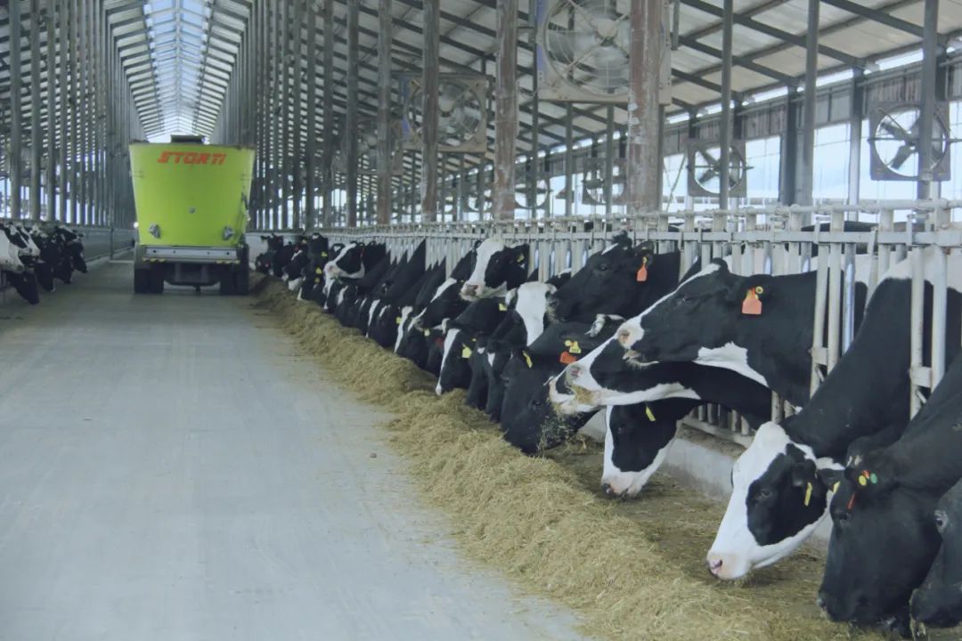 花花牛丨國(guó)家奶牛產(chǎn)業(yè)技術(shù)體系首席科學(xué)家、中國(guó)農(nóng)業(yè)大學(xué)教授李勝利一行蒞臨花花牛魯山瑞亞參觀調(diào)研