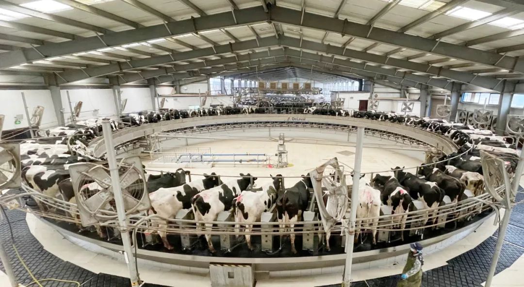 凝心聚力·贏創(chuàng)未來 | 花花牛乳業(yè)集團召開營銷、養(yǎng)殖及飼料經營工作會議