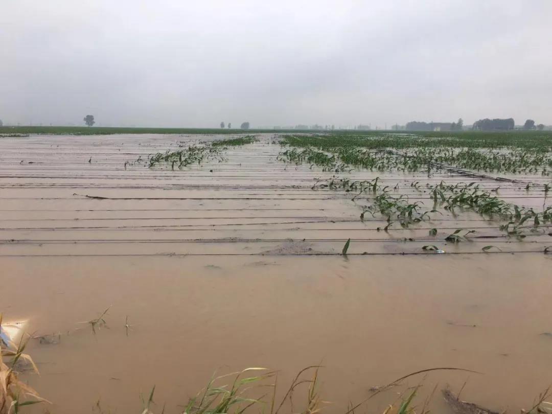 【乳報(bào)·聚焦】“豫”難而上的中原牛人“太中了”！