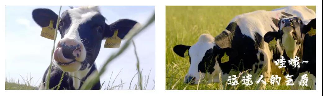 榮譽 | 2019年度河南省美麗牧場名單新鮮出爐 花花牛乳業(yè)集團(tuán)旗下六個牧場榜上有名 榮譽 | 2019年度河南省美麗牧場名單新鮮出爐 花花牛乳業(yè)集團(tuán)旗下六個牧場榜上有名